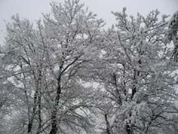 neve del 7 marzo 2004 3